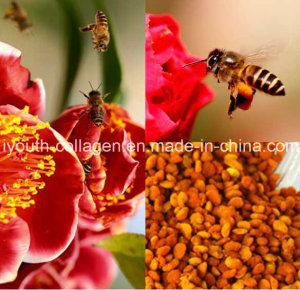 Bee Pollen,King of Pollen,Top Puer Tea Bee Pollen, Rare,Precious, No Antibiotics, No Pesticides, No